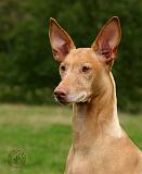 Pharaoh Hound 9Y073D-059
